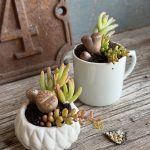 Composition végétale de plantes succulentes avec 1 tasse et 1 boîte en porcelaine carrées, motif géométrique