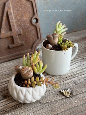 Composition végétale de plantes succulentes avec 1 tasse et 1 boîte en porcelaine carrées, motif géométrique