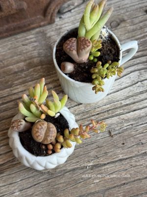 Composition végétale de plantes succulentes avec 1 tasse et 1 boîte en porcelaine carrées, motif géométrique