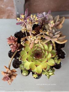 Composition végétale de plantes succulentes avec un un moule à brioche en métal coloré coquille d'oeuf et des succulentes variées