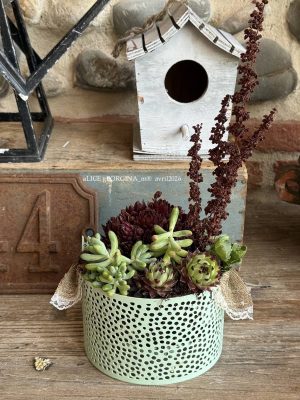 Composition végétale de plantes succulentes avec un lumaire en métal vert, motif perforé ronds