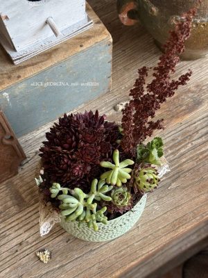 Composition végétale de plantes succulentes avec un luminaire en métal vert, motif perforé ronds