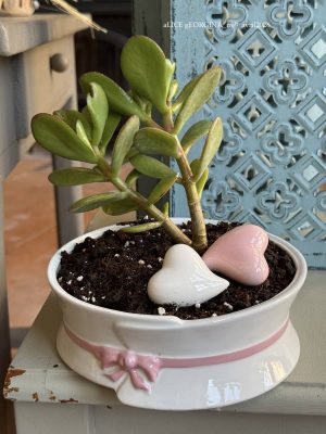 Composition végétale de plantes succulentes avec un pot rond et bas en porcelaine motif noeud rose
