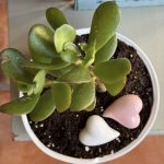 Composition végétale de plantes succulentes avec un pot rond et bas en porcelaine motif noeud rose