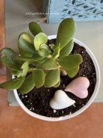 Composition végétale de plantes succulentes avec un pot rond et bas en porcelaine motif noeud rose
