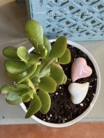 Composition végétale de plantes succulentes avec un pot rond et bas en porcelaine motif noeud rose