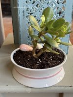 Composition végétale de plantes succulentes avec un pot rond et bas en porcelaine motif noeud rose