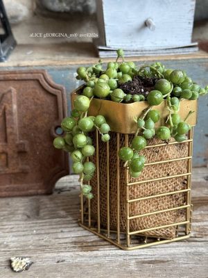 Composition végétale de plantes succulentes avec une boîte en fil métal doré