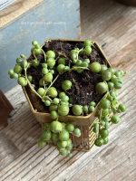 Composition végétale de plantes succulentes avec une boîte en fil métal doré