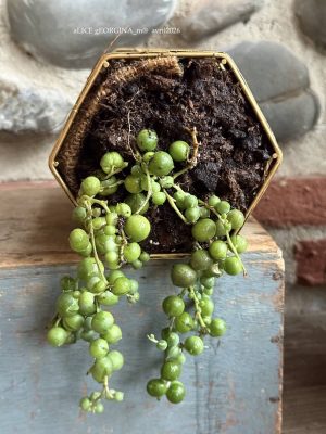 Composition végétale de plantes succulentes avec une boîte en fil métal doré