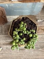 Composition végétale de plantes succulentes avec une boîte en fil métal doré