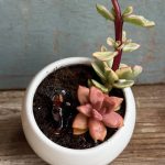Composition végétale de plantes succulentes avec pot rond en porcelaine, blanc et un chien miniature en porcelaine