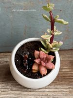 Composition végétale de plantes succulentes avec pot rond en porcelaine, blanc et un chien miniature en porcelaine