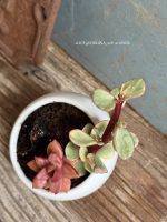 Composition végétale de plantes succulentes avec pot rond en porcelaine, blanc et un chien miniature en porcelaine