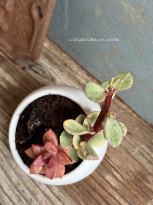 Composition végétale de plantes succulentes avec pot rond en porcelaine, blanc et un chien miniature en porcelaine