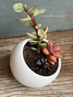Composition végétale de plantes succulentes avec pot rond en porcelaine, blanc et un chien miniature en porcelaine