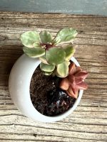 Composition végétale de plantes succulentes avec pot rond en porcelaine, blanc et un chien miniature en porcelaine