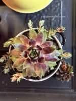 Composition végétale de plantes succulentes avec une marmite en grès noire