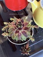 Composition végétale de plantes succulentes avec une marmite en grès noire