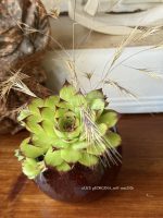 Composition végétale de plantes succulentes avec une pot rond en terre, artisanal