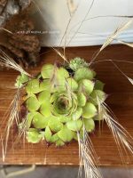 Composition végétale de plantes succulentes avec une pot rond en terre, artisanal