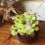 Composition végétale de plantes succulentes avec une pot rond en terre, artisanal