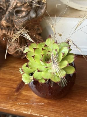 Composition végétale de plantes succulentes avec une pot rond en terre, artisanal