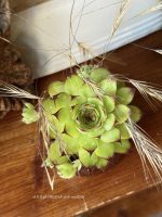 Composition végétale de plantes succulentes avec une pot rond en terre, artisanal
