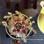 Composition végétale de plantes succulentes avec une marmite en grès noire