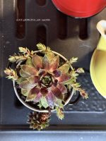 Composition végétale de plantes succulentes avec une marmite en grès noire