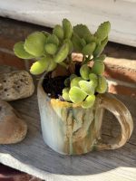 Composition végétale de plantes succulentes avec un mug artisan en grès ocre