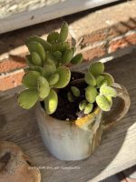 Composition végétale de plantes succulentes avec un mug artisan en grès ocre