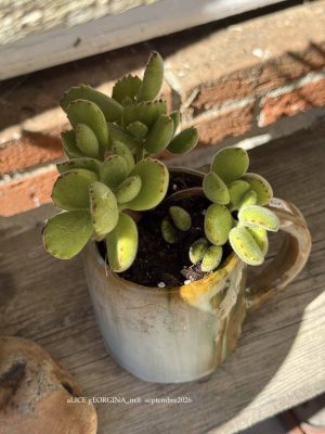 Composition végétale de plantes succulentes avec un mug artisan en grès ocre