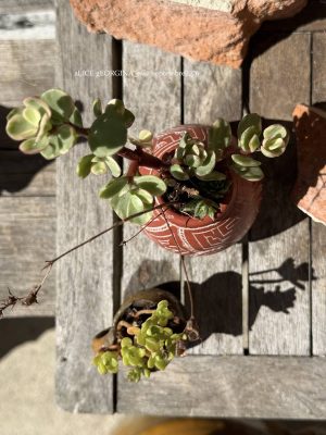 Composition végétale de plantes succulentes avec un pot ovoide en terre cuite motif géométriques origine Grèce , et un pichet miniature artisanal