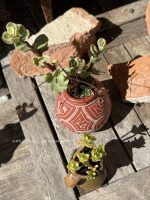 Composition végétale de plantes succulentes avec un pot ovoide en terre cuite motif géométriques origine Grèce , et un pichet miniature artisanal