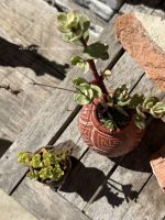 Composition végétale de plantes succulentes avec un pot ovoide en terre cuite motif géométriques origine Grèce , et un pichet miniature artisanal