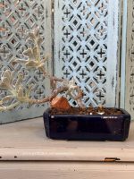 Composition végétale de plantes succulentes avec un pot à bonzaÏ en grès bleu et rectangulaire