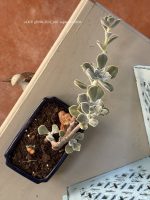 Composition végétale de plantes succulentes avec un pot à bonzaÏ en grès bleu et rectangulaire