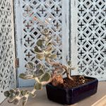 Composition végétale de plantes succulentes avec un pot à bonzaÏ en grès bleu et rectangulaire