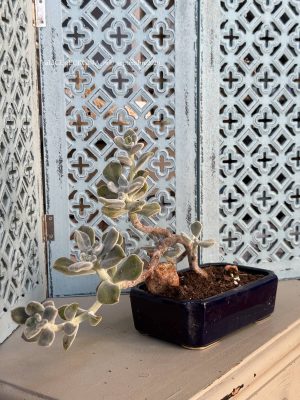 Composition végétale de plantes succulentes avec un pot à bonzaÏ en grès bleu et rectangulaire