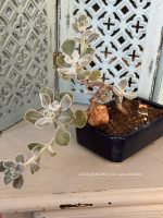 Composition végétale de plantes succulentes avec un pot à bonzaÏ en grès bleu et rectangulaire