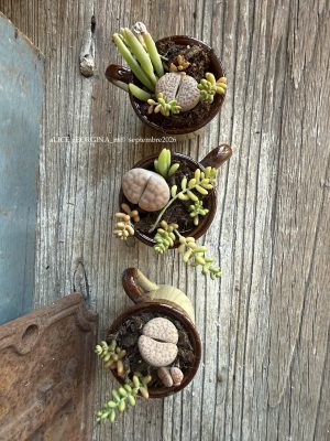 Composition végétale de plantes succulentes avec trois tasses en grès marron bicolores