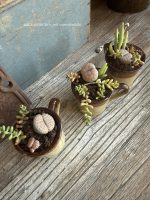 Composition végétale de plantes succulentes avec trois tasses en grès marron bicolores