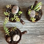 Composition végétale de plantes succulentes avec trois tasses en grès marron bicolores