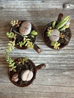 Composition végétale de plantes succulentes avec trois tasses en grès marron bicolores