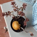 Composition végétale de plantes succulentes avec un cache pot en métal motif quadrillé blanc et bleu