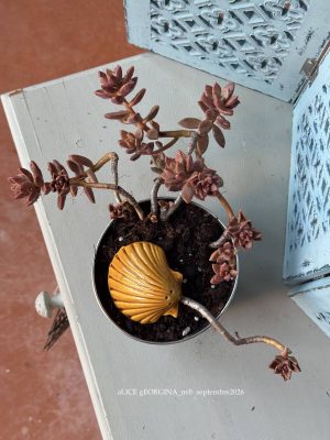 Composition végétale de plantes succulentes avec un cache pot en métal motif quadrillé blanc et bleu