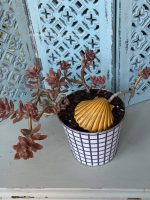 Composition végétale de plantes succulentes avec un cache pot en métal motif quadrillé blanc et bleu
