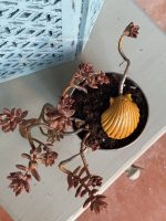 Composition végétale de plantes succulentes avec un cache pot en métal motif quadrillé blanc et bleu