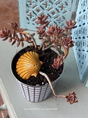 Composition végétale de plantes succulentes avec un cache pot en métal motif quadrillé blanc et bleu